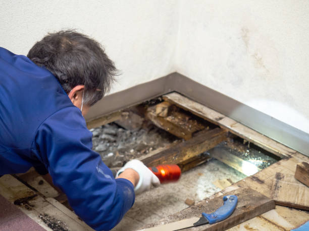 Best Mold Remediation for Schools in Lufkin, TX