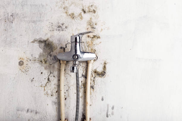 Best Mold Testing and Inspection Services in Lufkin, TX