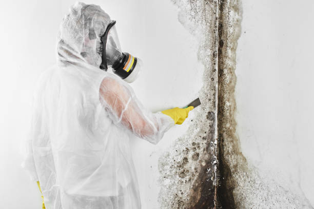 Best Crawl Space Mold Remediation in Lufkin, TX