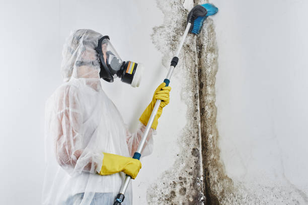Reliable Lufkin, TX Mold Remediation Solutions