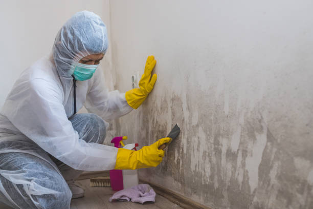 Best Basement Mold Remediation in Lufkin, TX