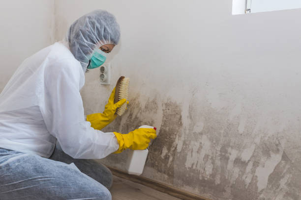 Best Localized Mold Remediation (e.g., coastal areas, humid climates) in Lufkin, TX
