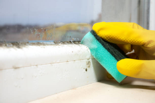 Best Health and Safety Mold Remediation in Lufkin, TX
