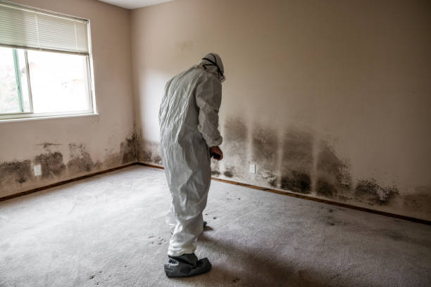 Best Residential Mold Remediation in Lufkin, TX