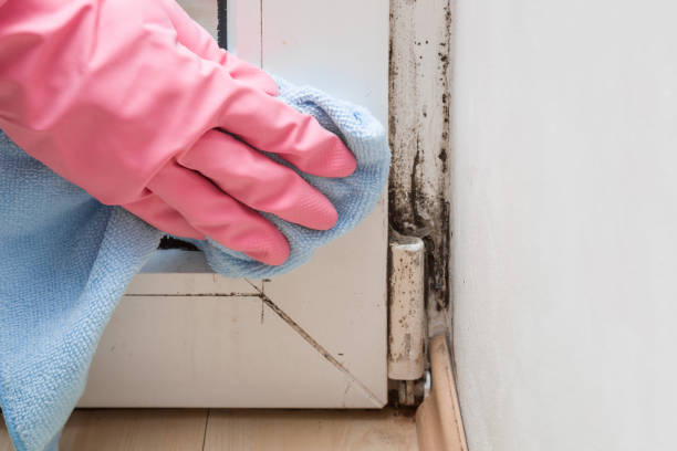Best Health and Safety Mold Remediation in Lufkin, TX